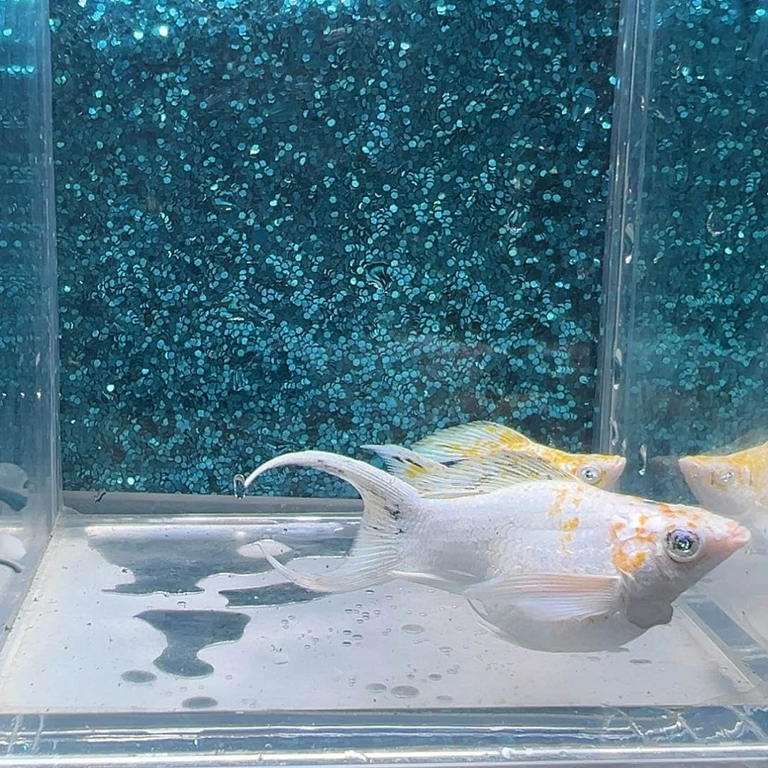 孔雀鱼樱花玛丽一对0049