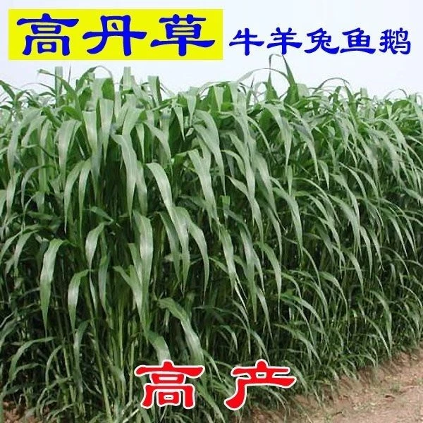 高丹草种子牧草高产型牧草种籽四季收割高丹王牧草种子牛羊鱼草籽