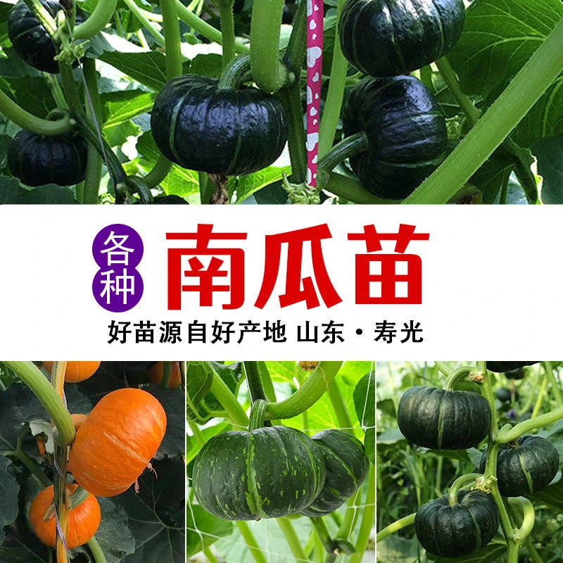 绿贝贝南瓜种籽栗味小南瓜种孑高产食用绿板栗南瓜种孑子四季菜种
