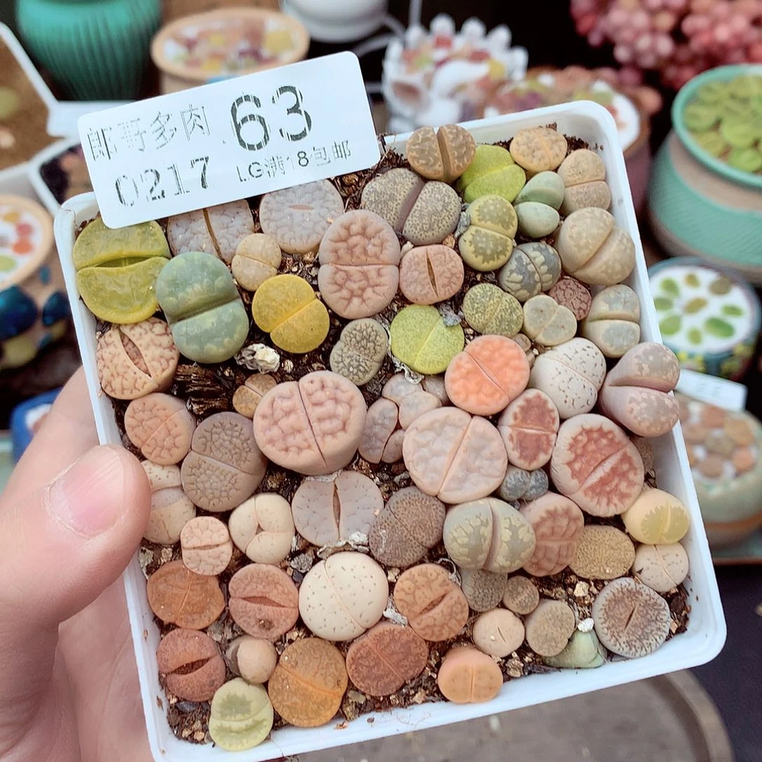 郎哥多肉生石花,17-63