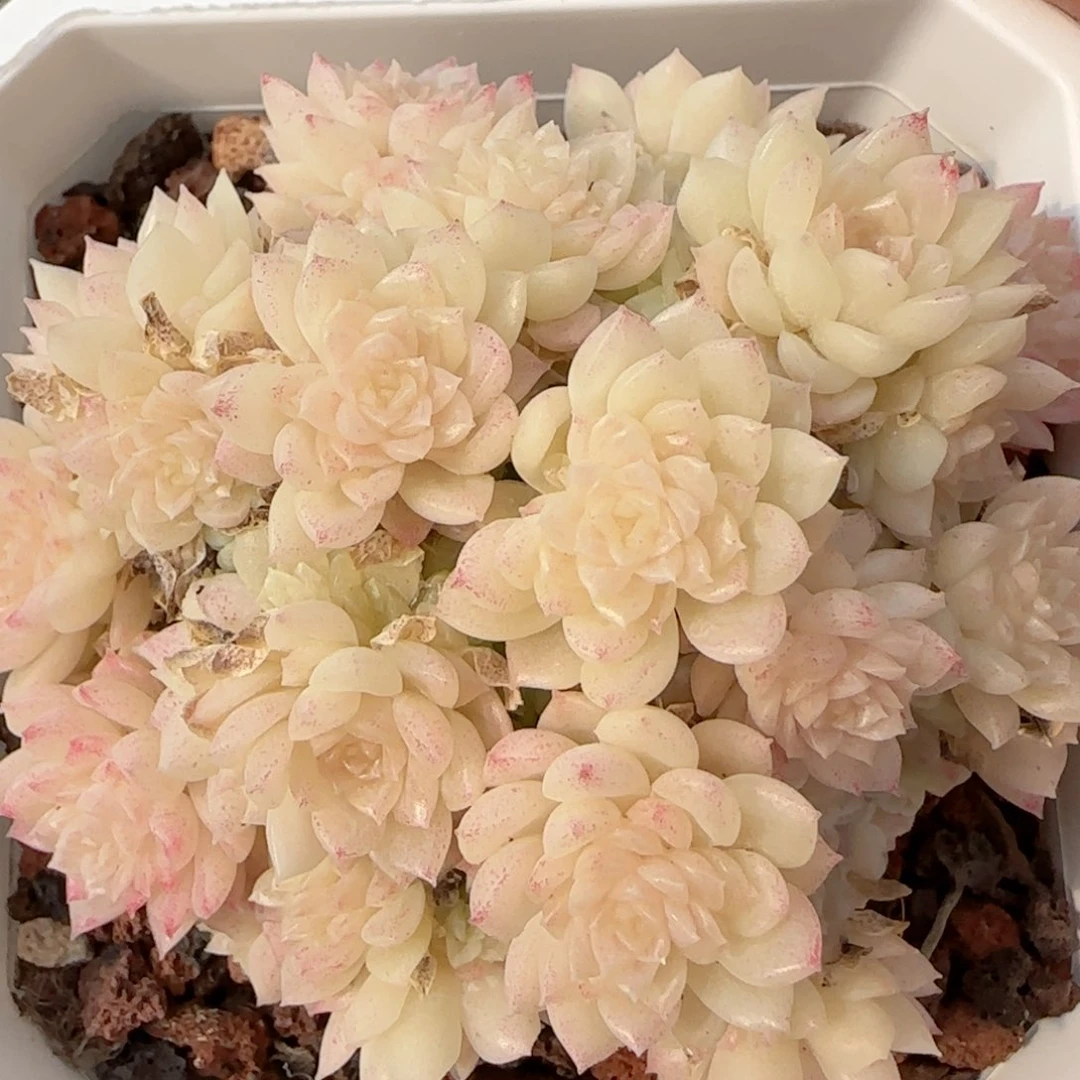 【闪购商品】0221-80珠光优选麦杆