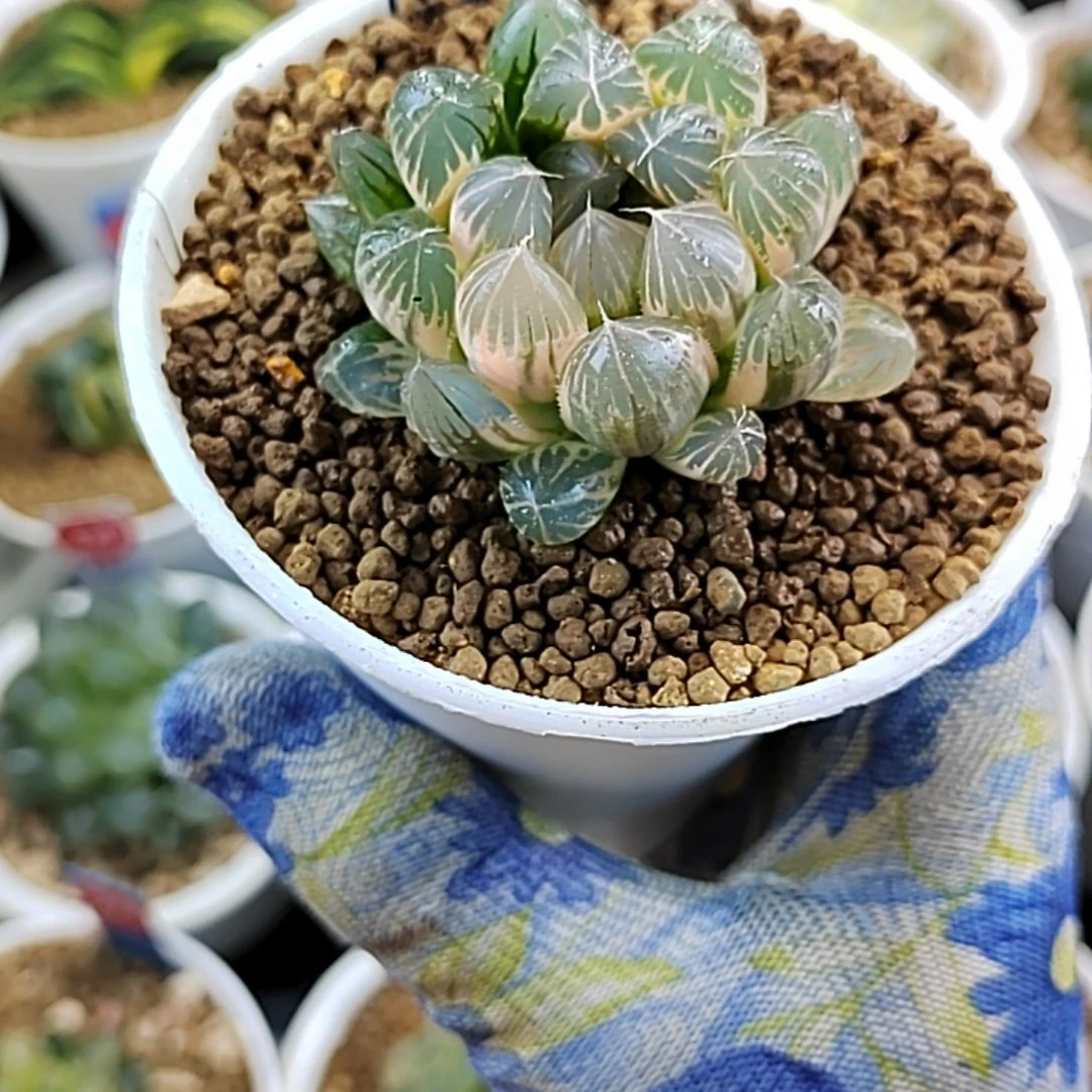 86霓虹灯非组侧芽 5厘米左右一物一拍带盆