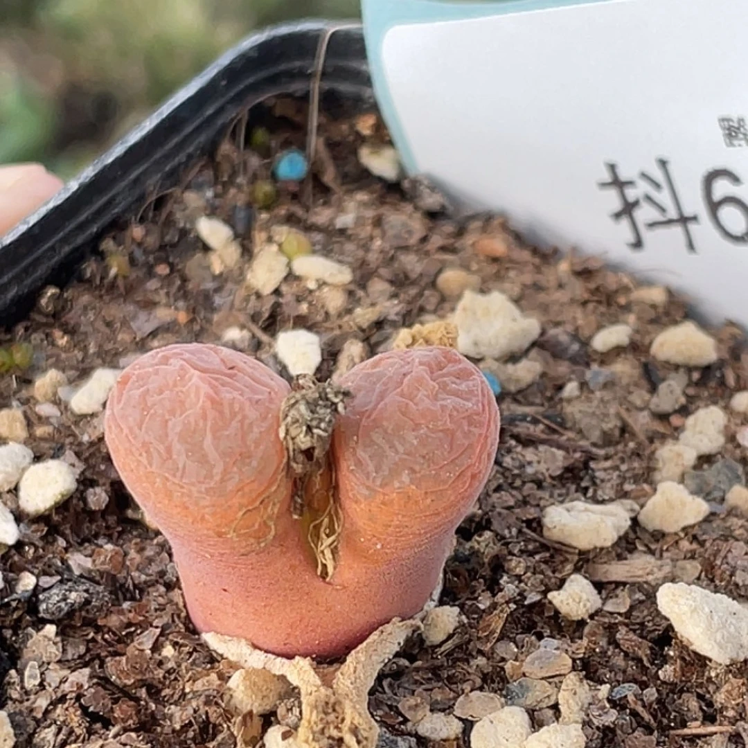 6-13红风铃多肉植物
