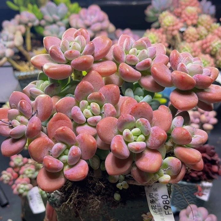 樱花洛神980/15cm多肉