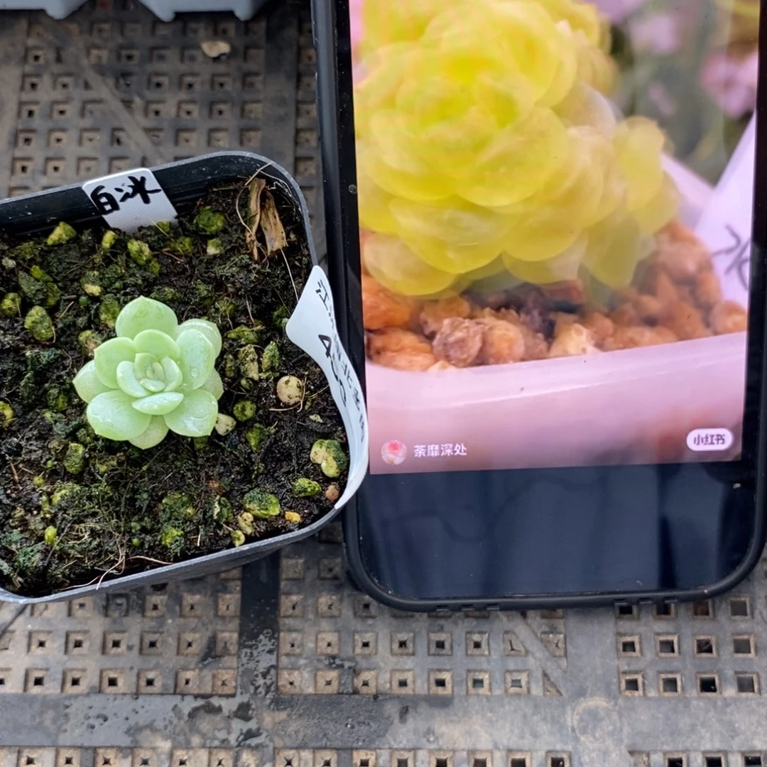 标签450白冰一个多肉