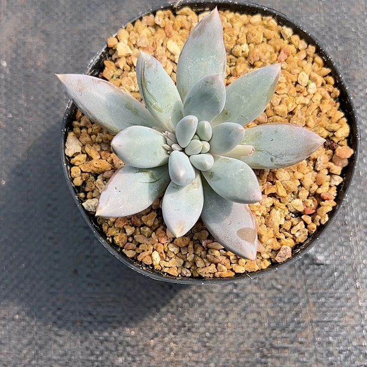 【闪购商品】母本哥特下叶