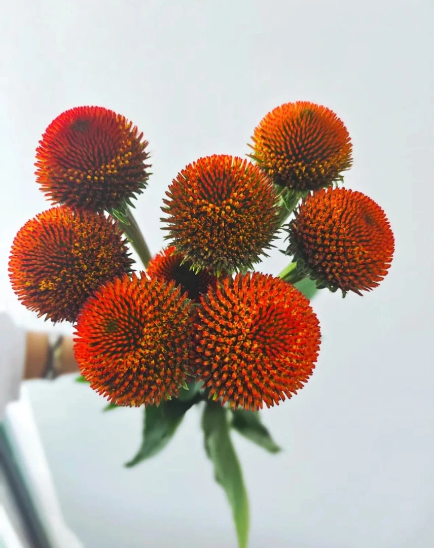 （皮皮精选）猫眼花居家摆件装饰