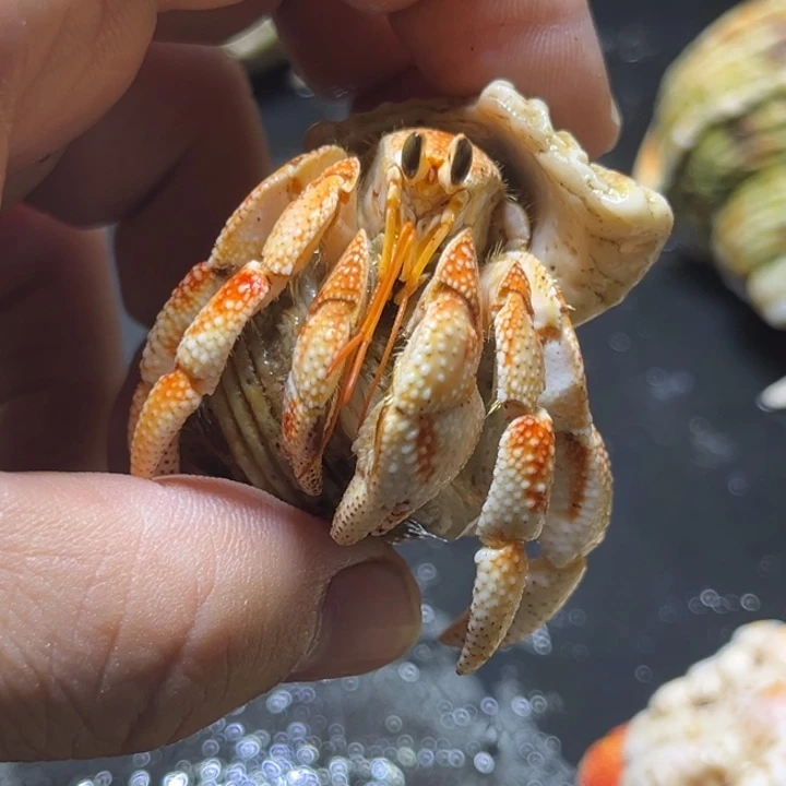 闪13毛里求斯草莓2.2