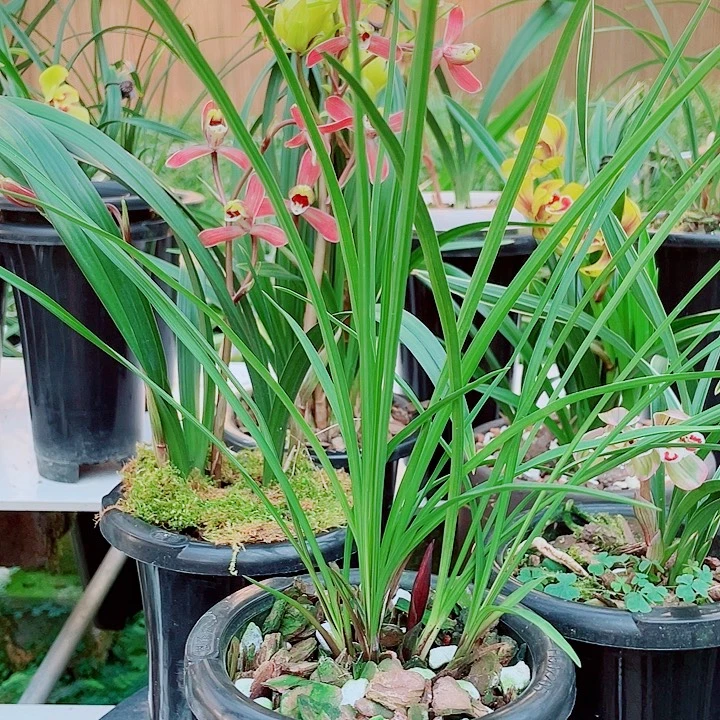 @***哥完全开放一物一漂亮