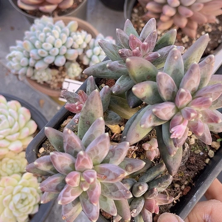 凤羽15175多肉植物