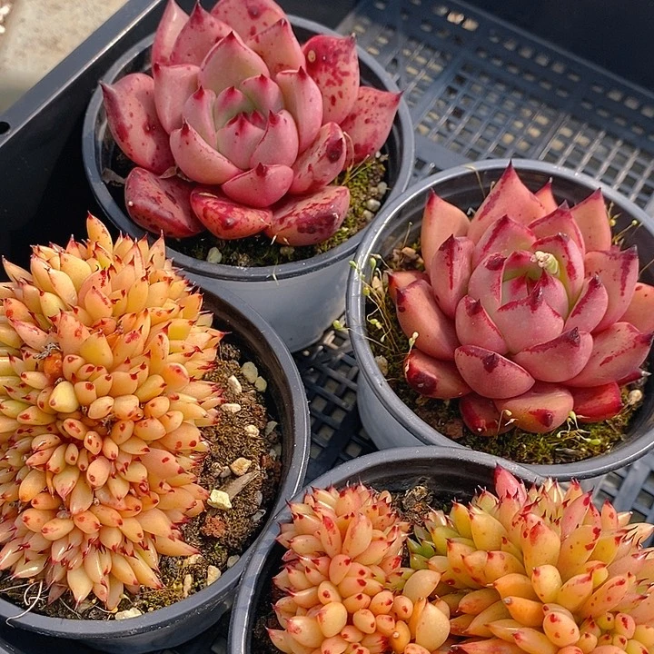 42 多肉植物盆栽花卉植物