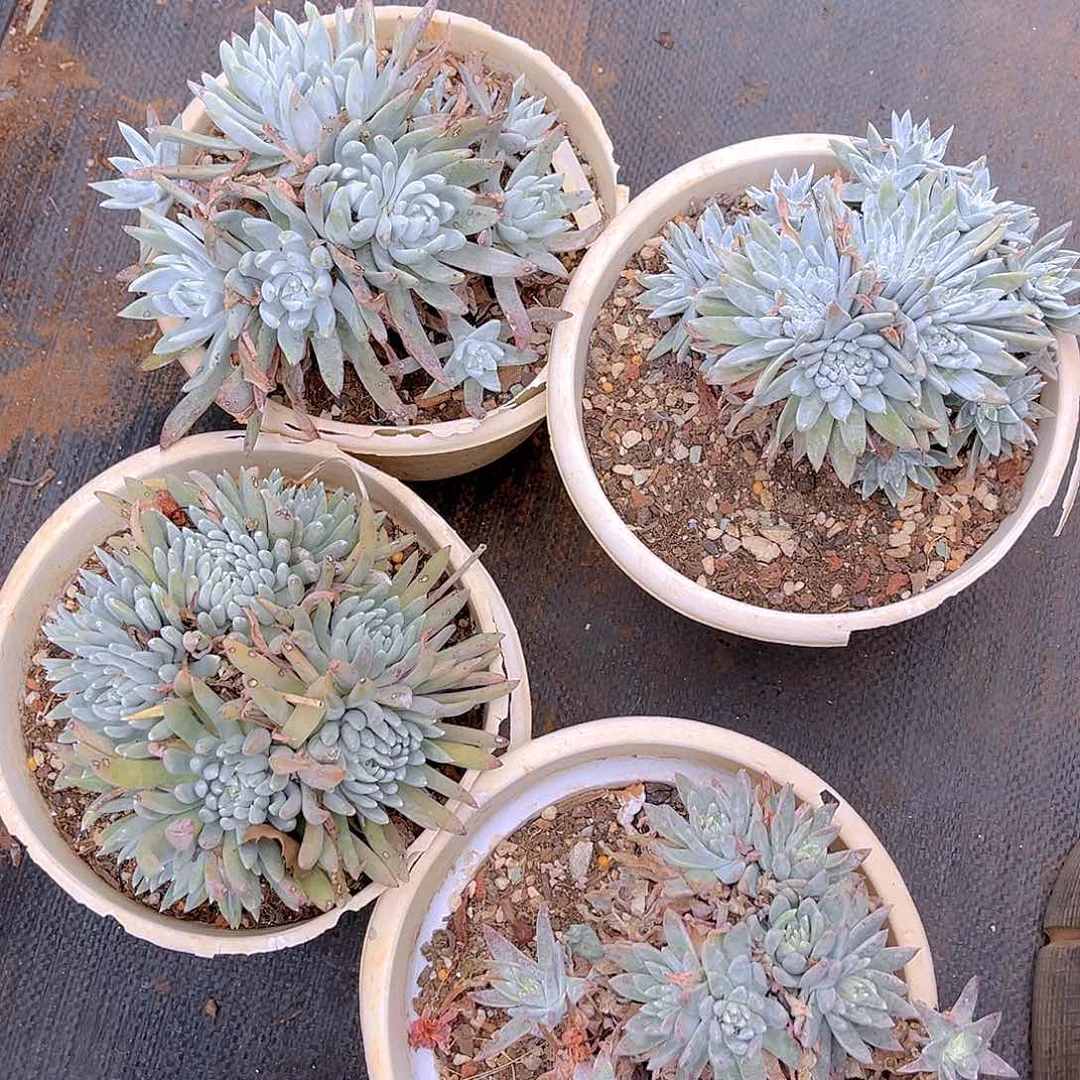 格诺马杂交4颗老桩
