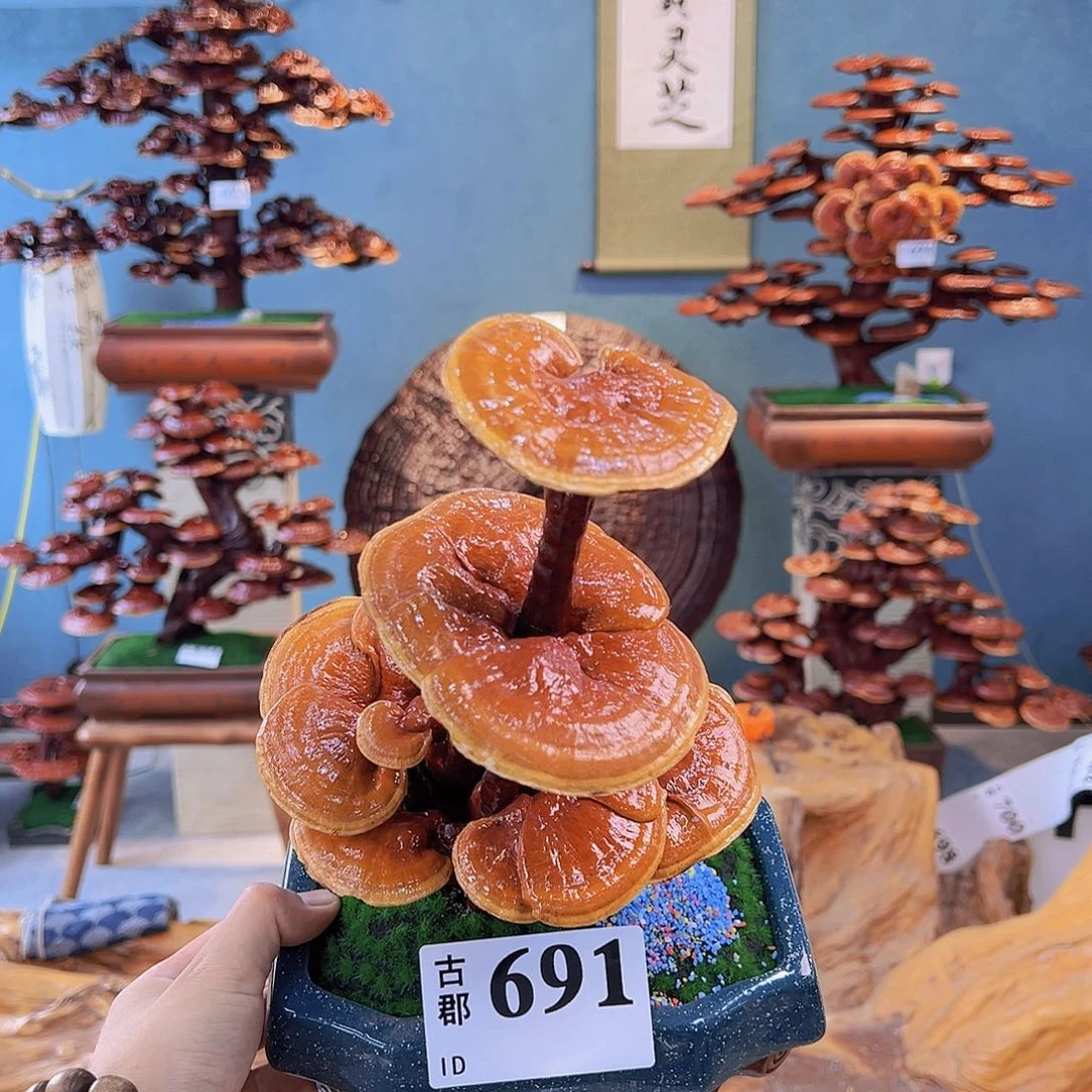 无花朵866666888888