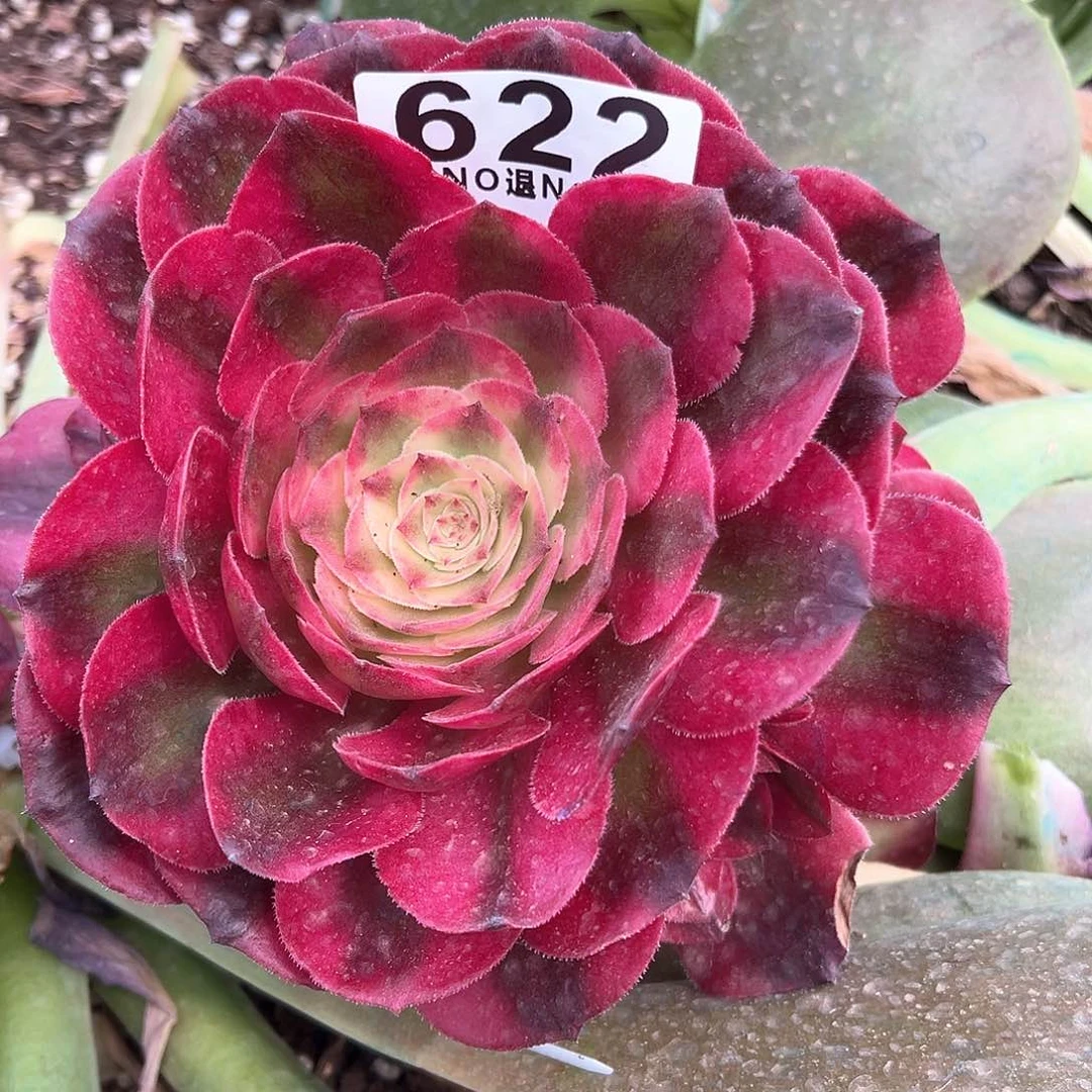 闫****车622多肉荔枝一个