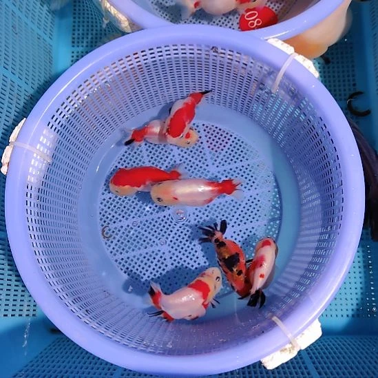 金鱼052小兰寿8条特价顺丰包邮