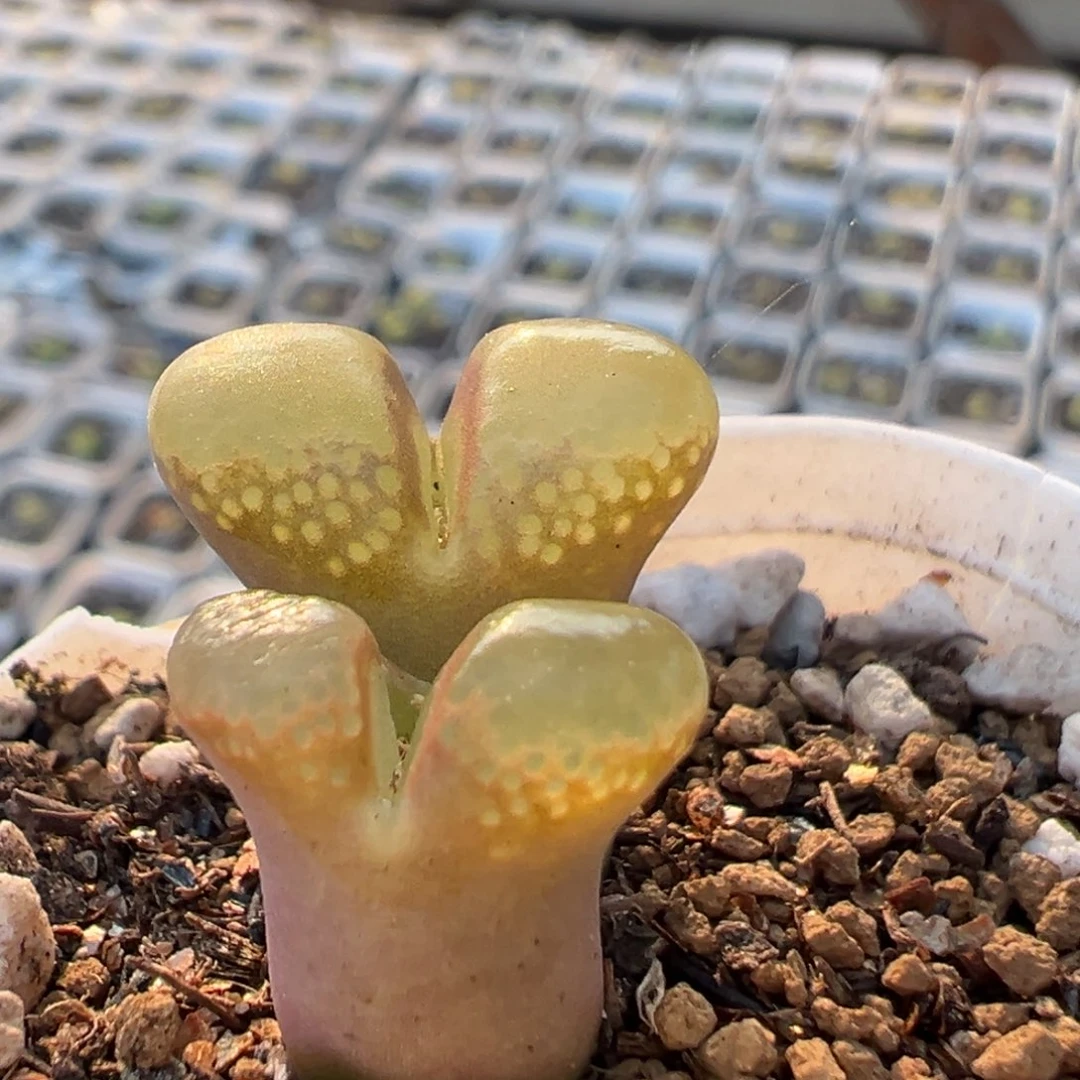 212多肉植物百科植物