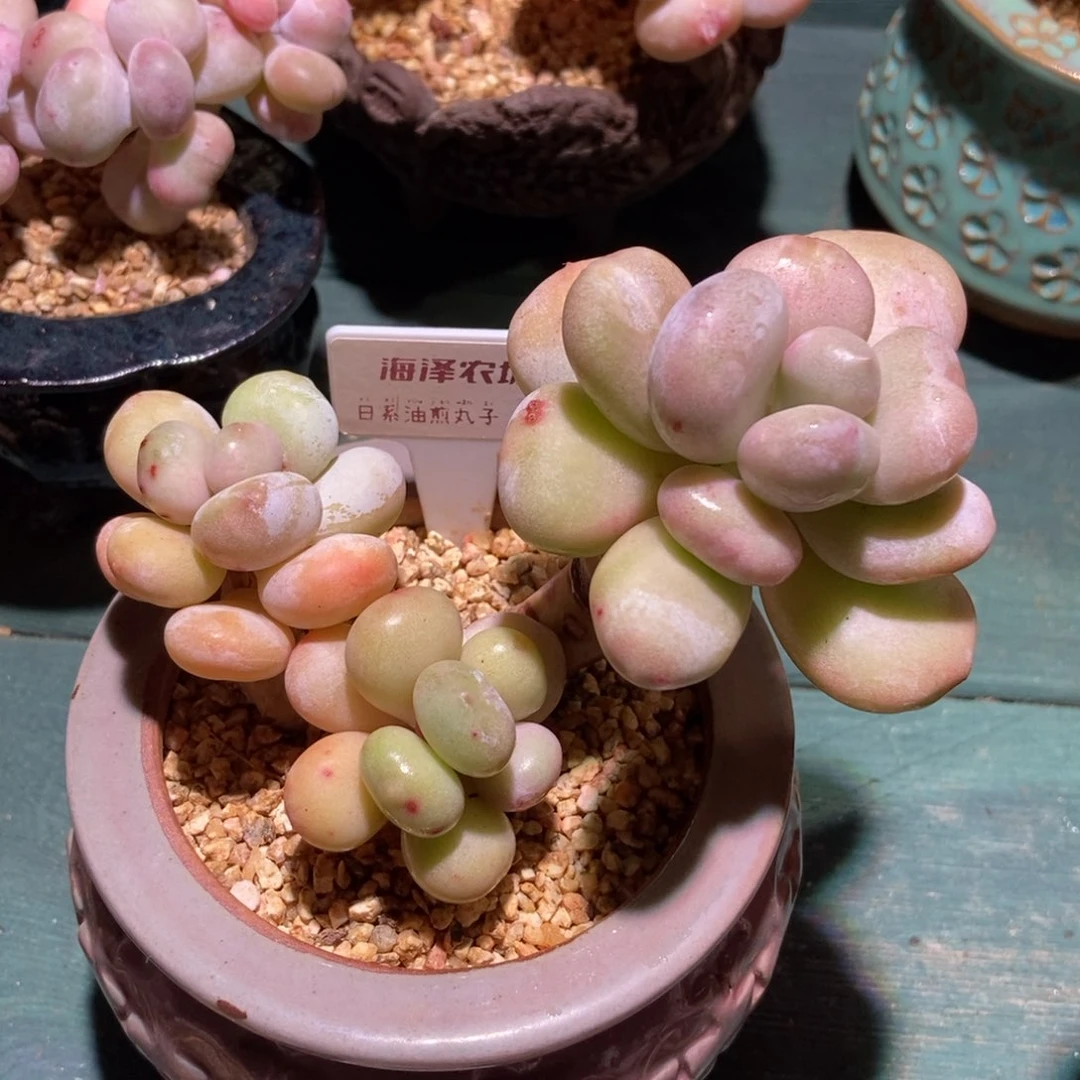 檬欢油煎丸子带盆专拍