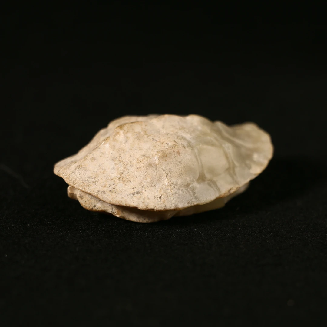 18A29  明  和田玉玉龟背