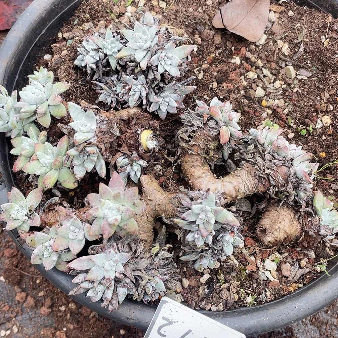 不售后白姆一对2472