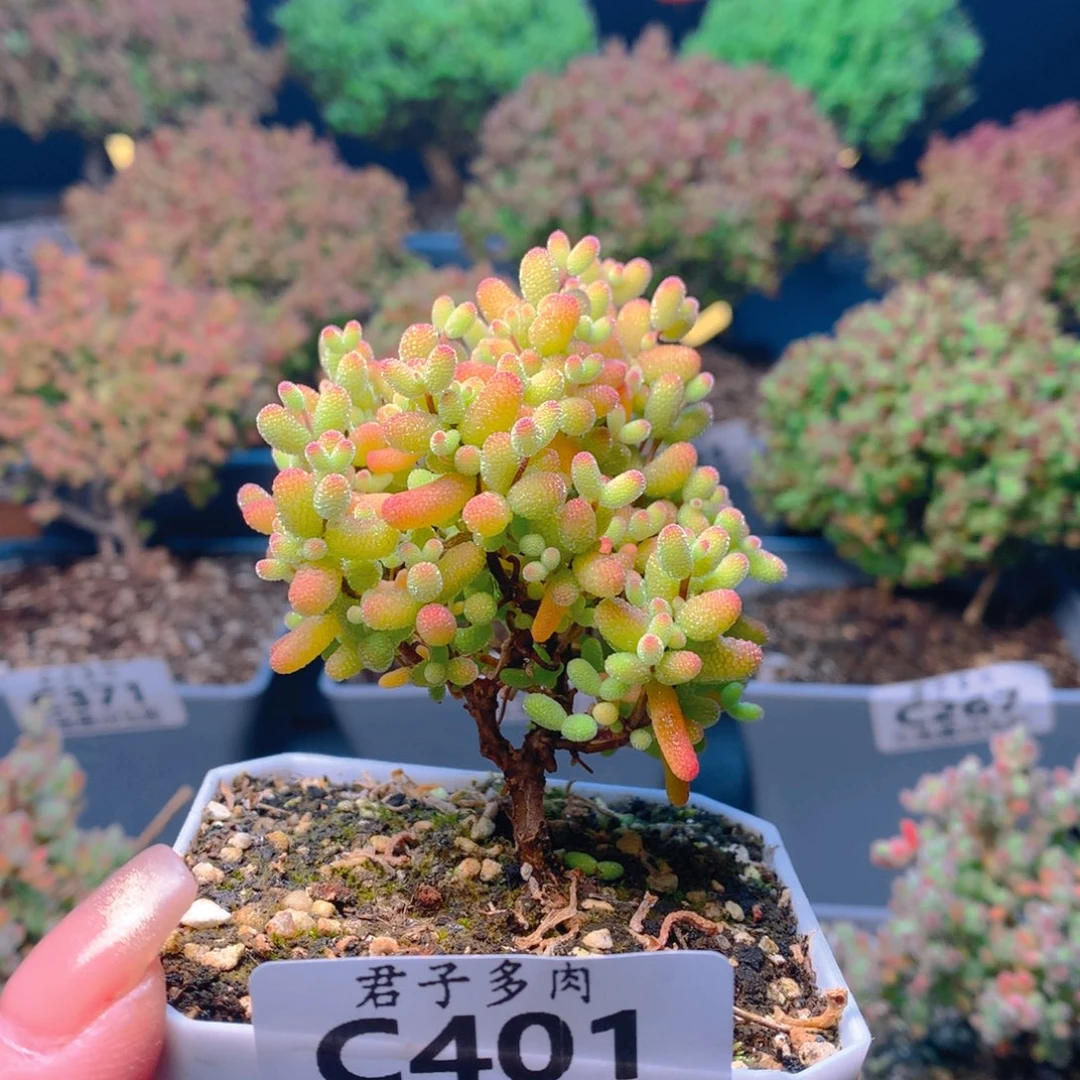 ℒ****c401金桔糖球枝干番杏