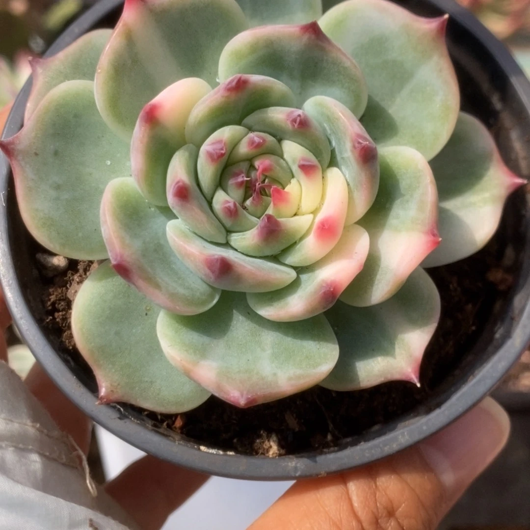229锦锦锦锦锦锦锦锦