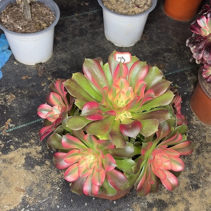 香妃多肉法师植物73