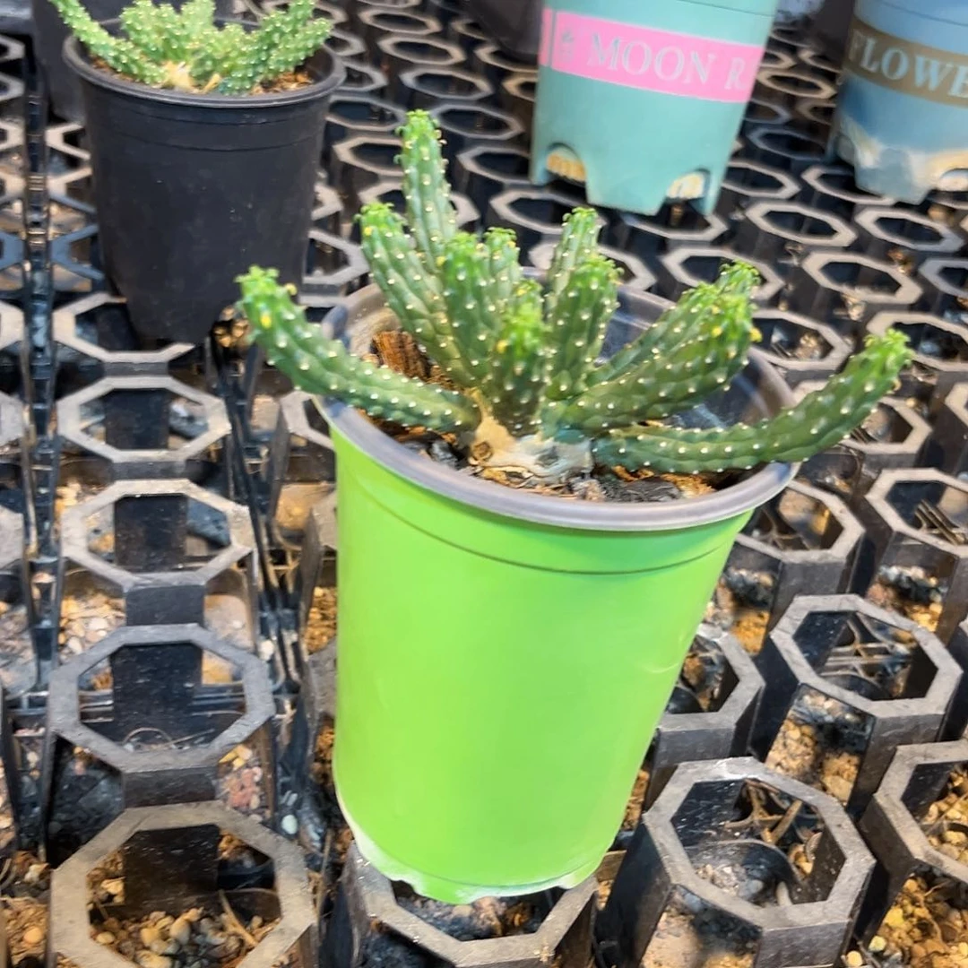 S*666669999999999666999