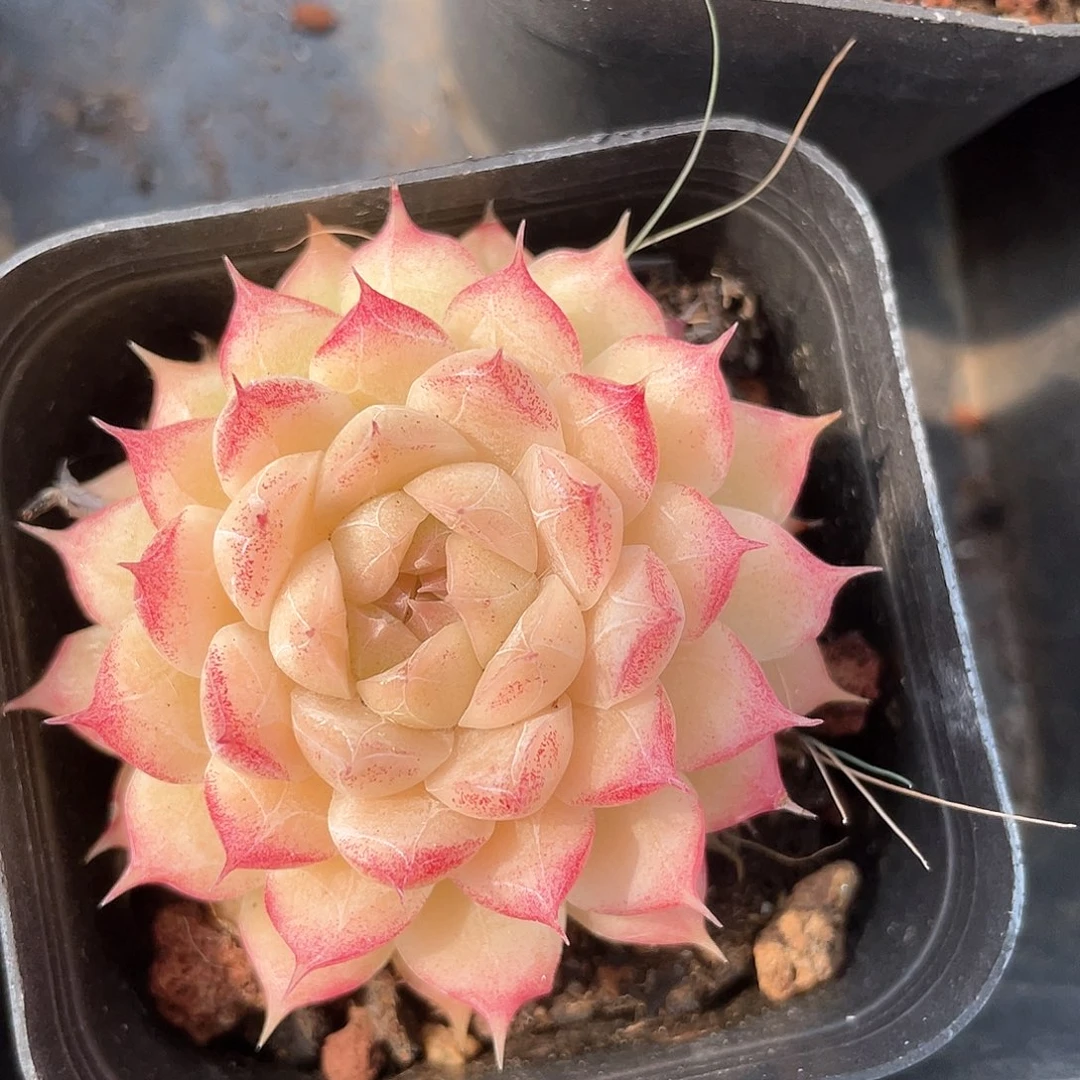 优选女王福利9523