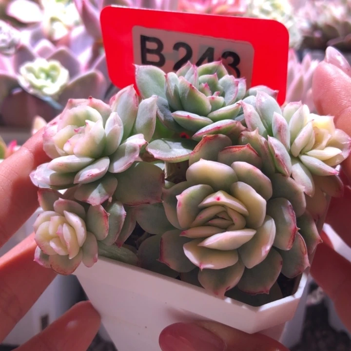 草莓蛋糕锦三色一体有根