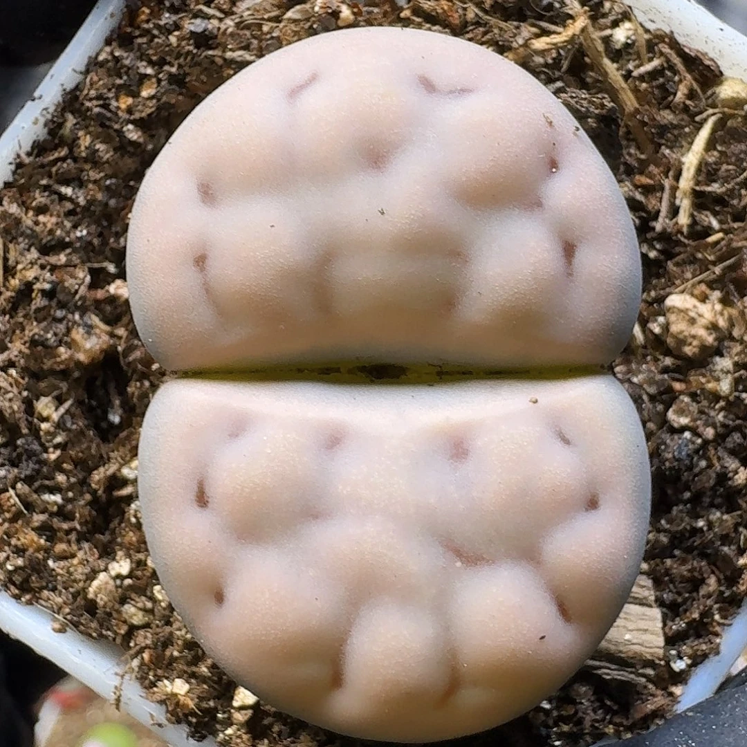****.生石花11111。  281
