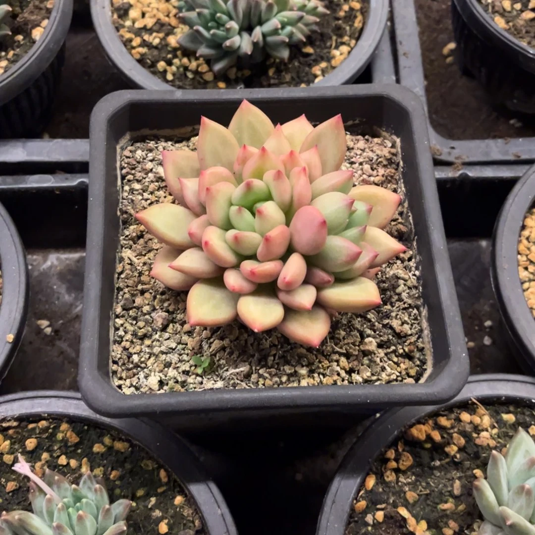 米其林脱土发货。。。