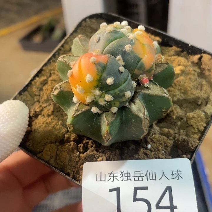 完全开放154琉璃兜锦仙人球