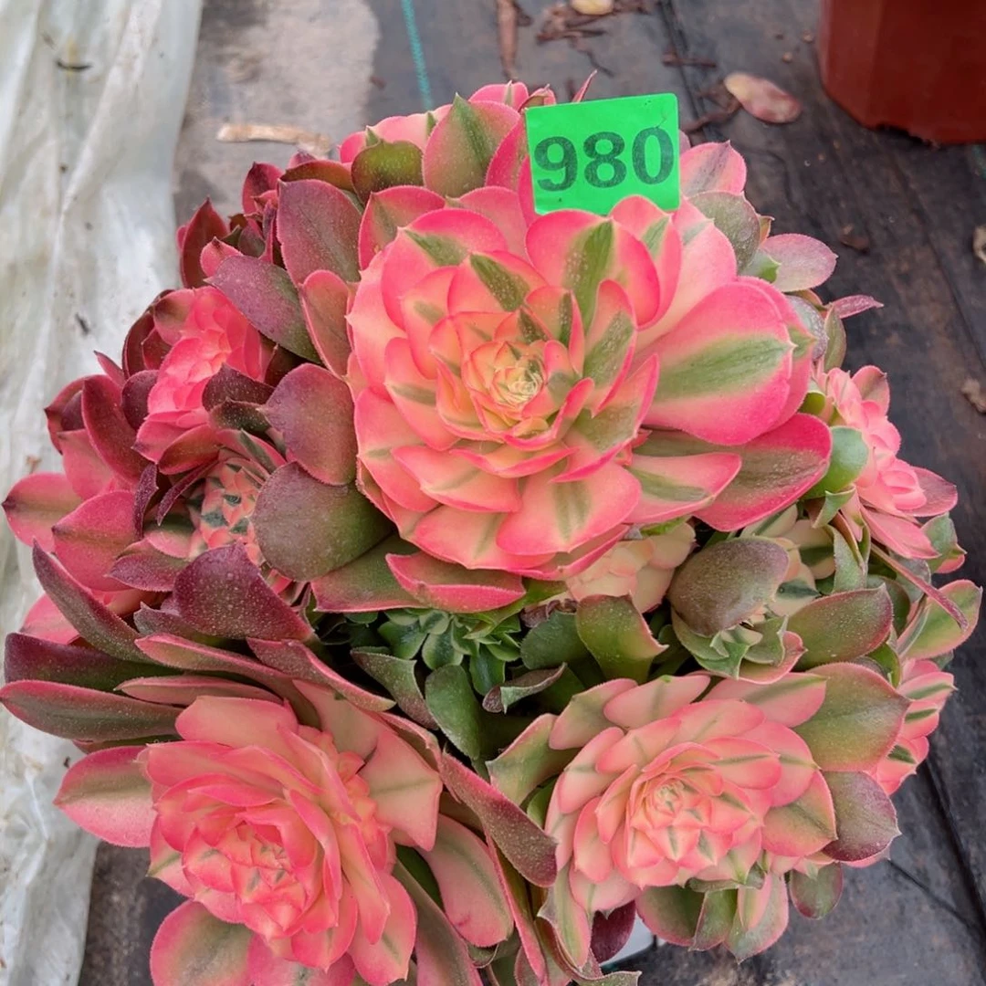 980香妃法师多肉