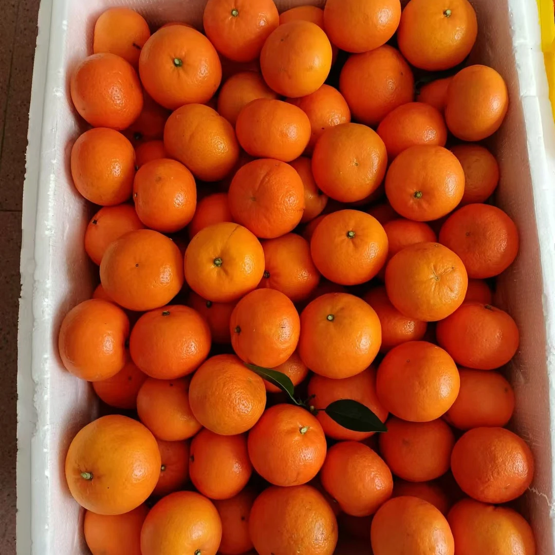 广西象州沃柑尝鲜60~65小果9斤装包邮