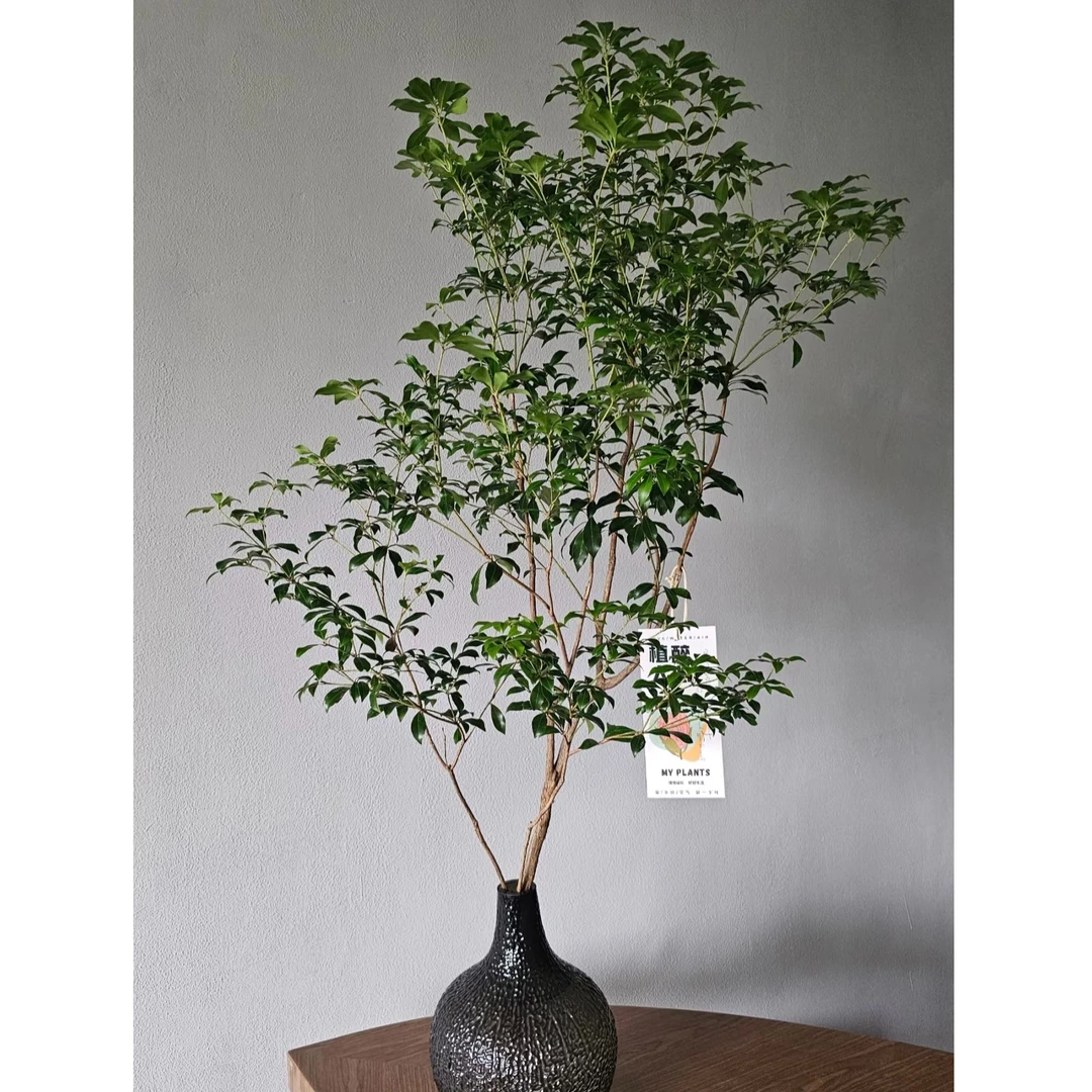 【花漾逸境】精品马醉木水培鲜切吊钟办公室室内花卉绿植一物一拍