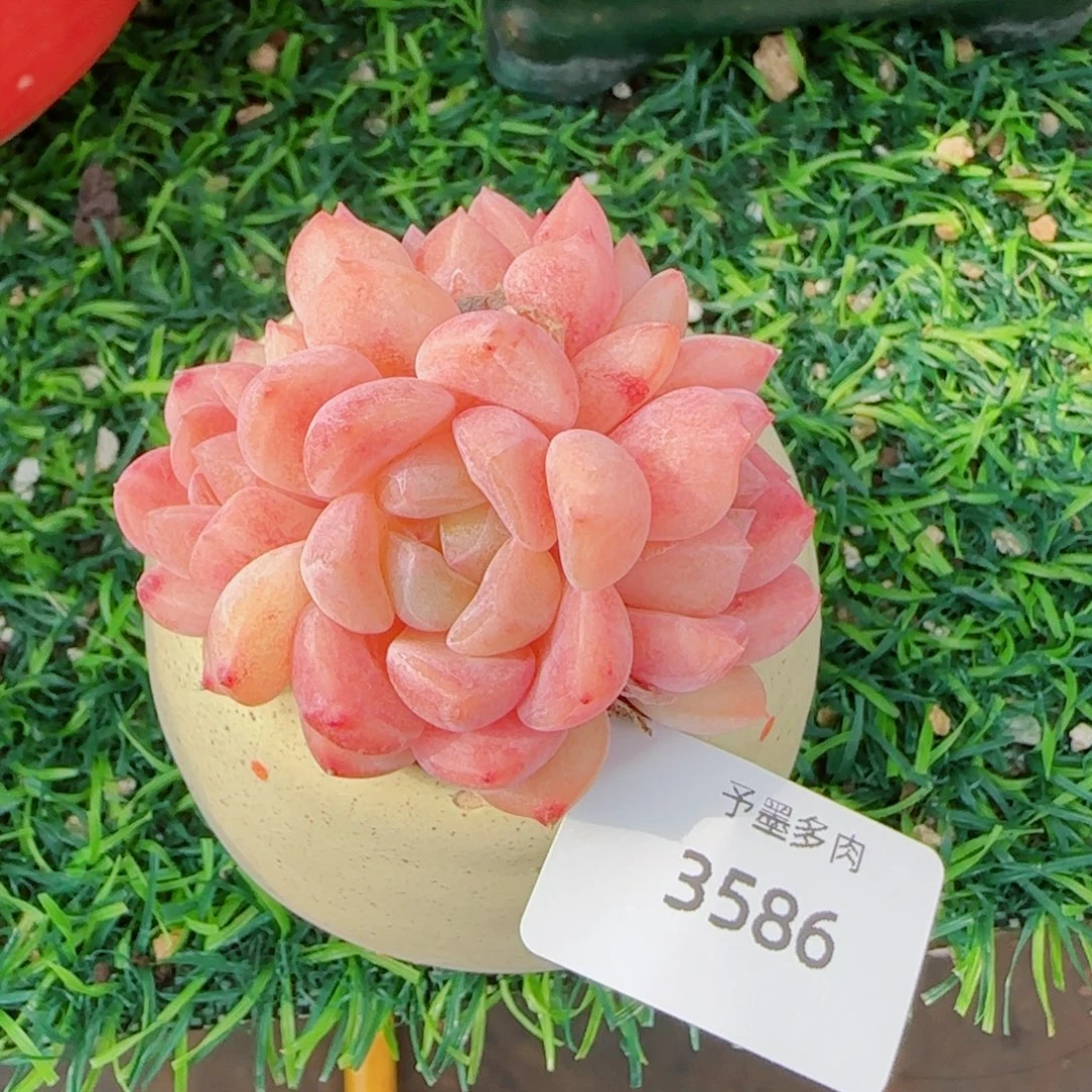 桃夭，3586多肉植物