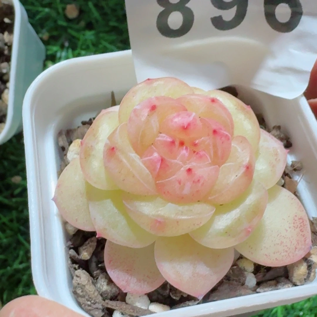 多肉植物开播福利捡漏