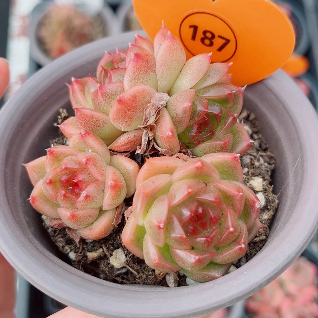 187号小老桩珍妮群