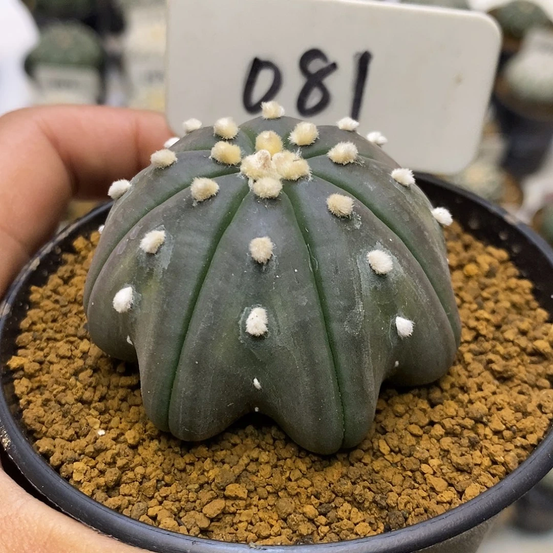 081紫皮海星福利特价来了