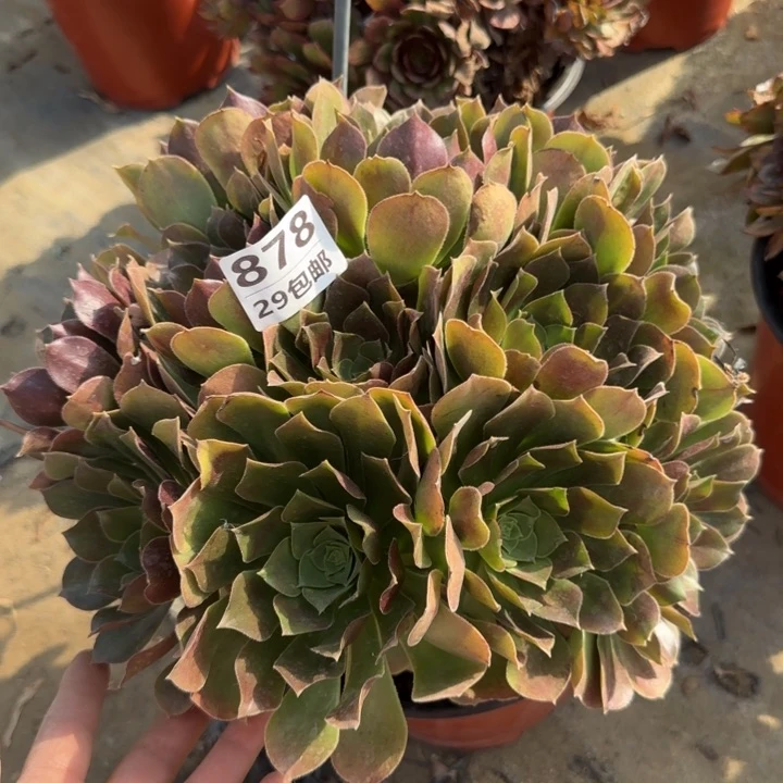 玫瑰……多肉植物……