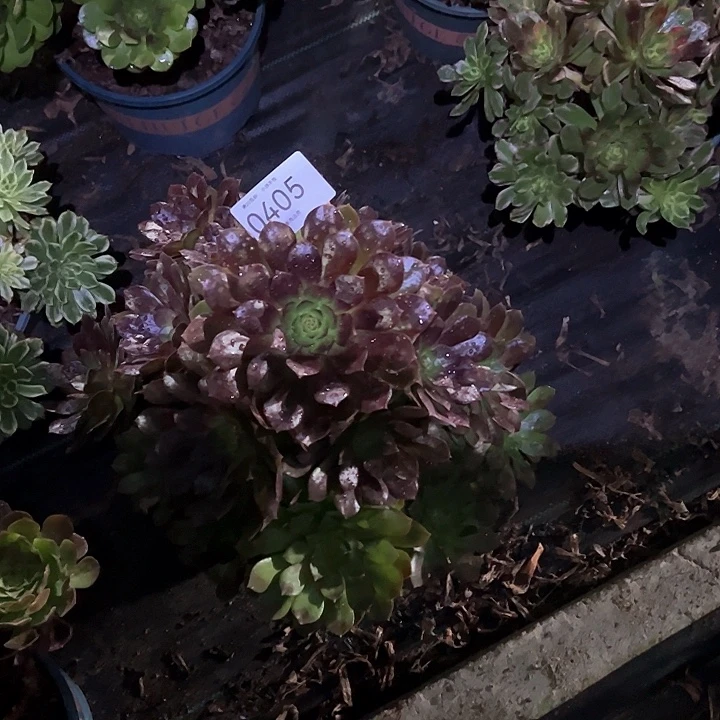 0405赤炎链多肉植物