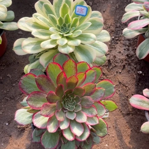 285多肉植物组合