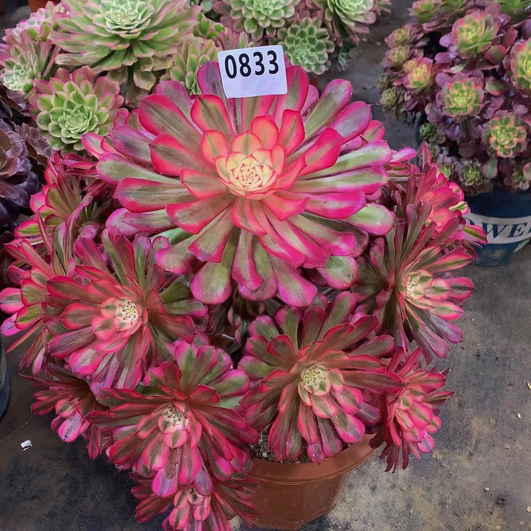 我**蓝多肉红桐白.0833.0000