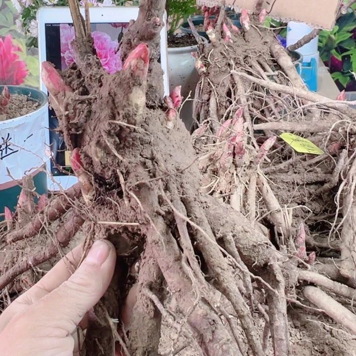 完全开放羞涩女王