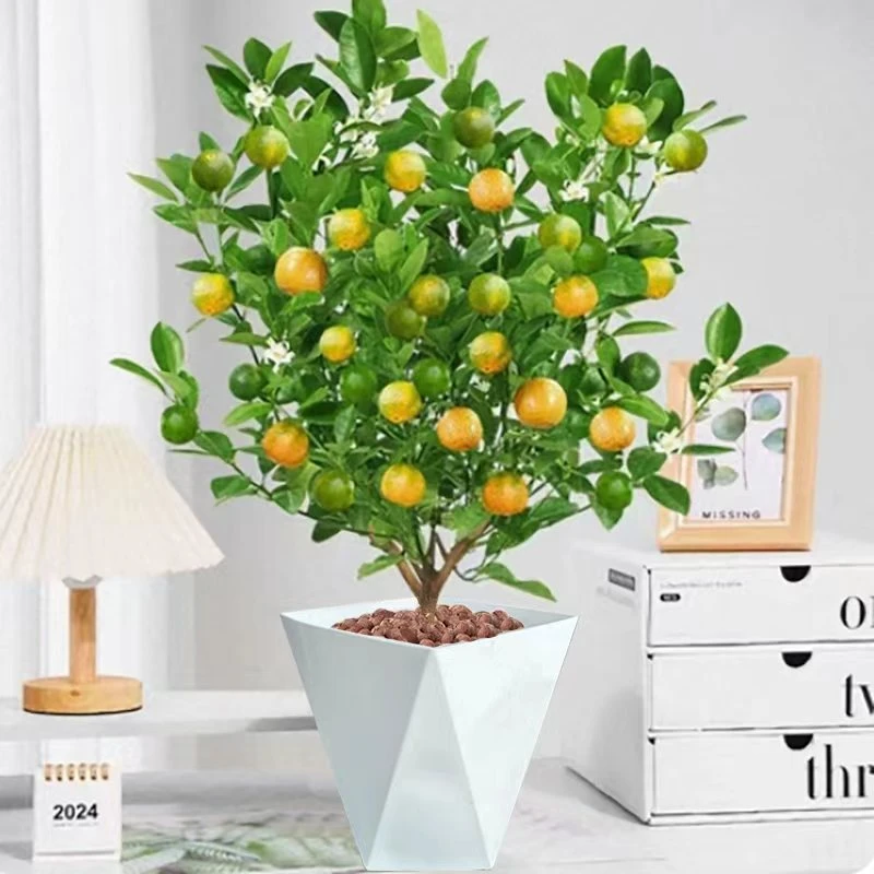 （带果发货）四季金桔盆栽适合室内外观赏的花卉绿植