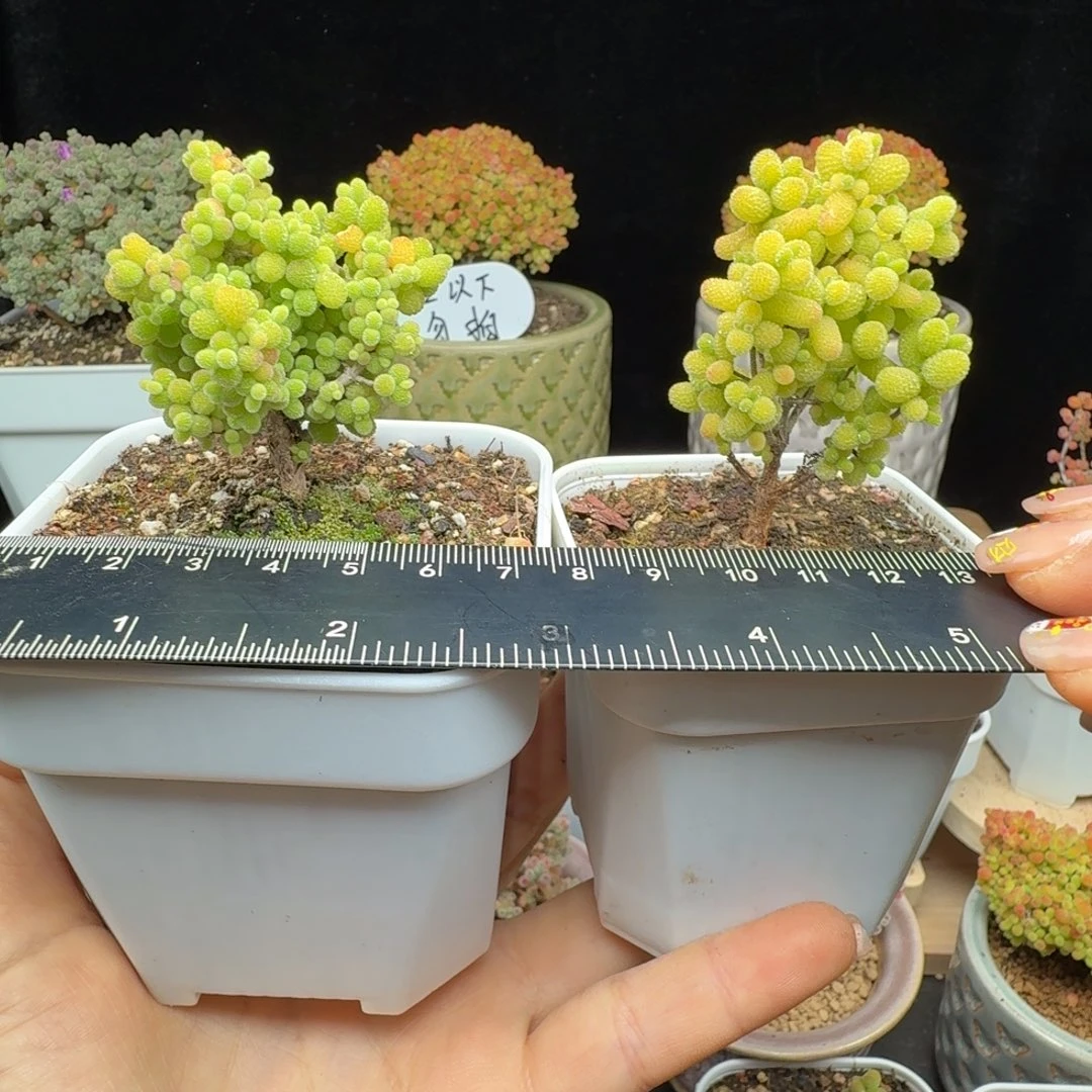 c11号两棵金桔金桔