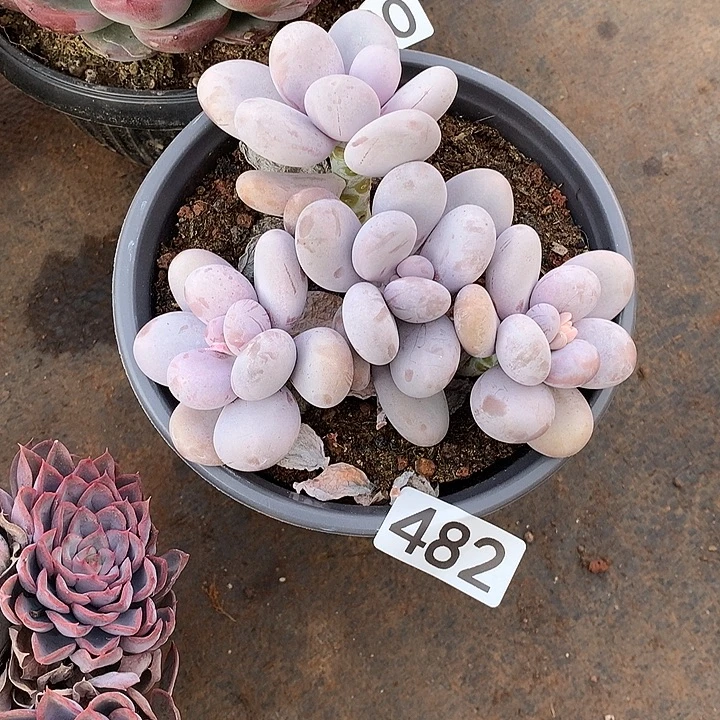 482奶酪 一物一拍多肉