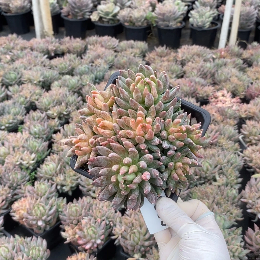 4908炫彩星一物一拍