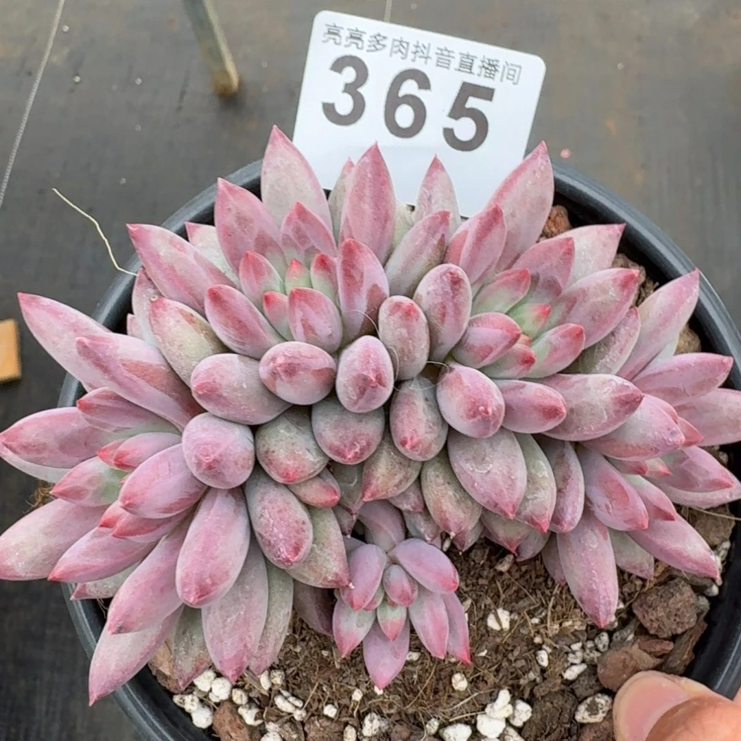 虞美人         多肉植物