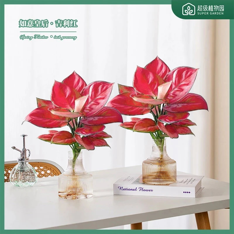 如意皇后吉利万年红水培绿植物办公室内花卉盆栽好养活